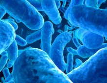 microbiome body bacteria
