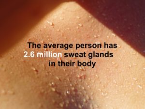 sweat glands on body